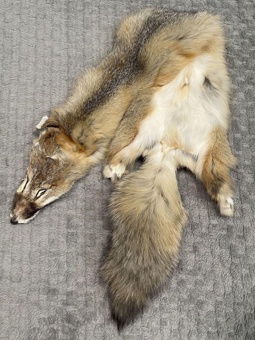 Kit Fox / Swift Fox Pelt Real Fur Hide Tanned Taxidermy Oddities Curios Display